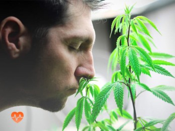 Детоксикация от марихуаны в Шимановске